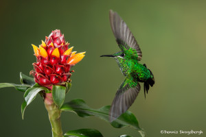 3075 Green-crowned Brilliant (Heliodoxa jacula). Bosque de Paz, Costa Rica