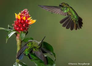 3076 Green-crowned Brilliant (Heliodoxa jacula). Bosque de Paz, Costa Rica