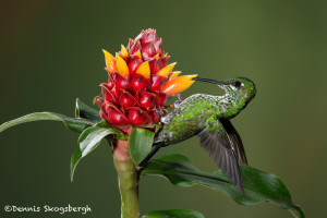3077 Green-crowned Brilliant (Heliodoxa jacula). Bosque de Paz, Costa Rica