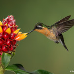 3079 Female Purple-throated Mountain-gem (Lampornis calolaemus). Bosque de Paz, Costa Rica