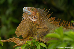 3081 Iguana, Costa Rica
