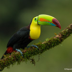 3085 Keel-billed Toucan (Ramphastos sulfuratus), Laguna del Lagarto, Costa Rica