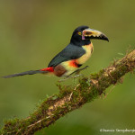 3086 Collard Araçari (Pteroglossus torquatus), Laguna del Lagarto, Costa Rica