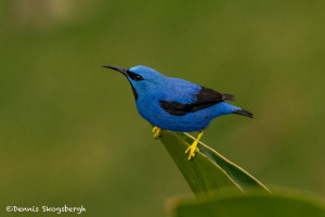 3087 Male Shining Honeycreeper (Cyanerpes lucidus). Laguna del Lagarto, Costa Rica