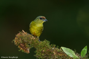 3088 Female Olive-backed Euphonia (Euphonia gouldi). Laguna del Lagarto, Costa Rica