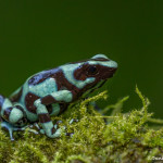 3092 Green and Black Poison Dart Frog (Dendrobates auratus). Selva Verde Lodge, Costa Rica