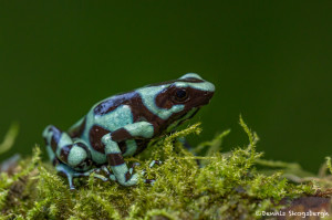 3092 Green and Black Poison Dart Frog (Dendrobates auratus). Selva Verde Lodge, Costa Rica