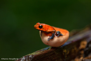 3093 Strawberry Poison Dart Frog (Dendrobates Pumilio). Selva Verde Lodge, Costa Rica
