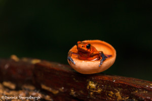3094 Strawberry Poison Dart Frog (Dendrobates Pumilio). Selva Verde Lodge, Costa Rica