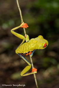 3097 Red-eyed Green Tree Frog (Agalychnis callidryas). Selva Verde Lodge, Costa Rica