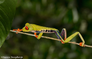 3099 Red-eyed Green Tree Frog (Agalychnis callidryas). Selva Verde Lodge, Costa Rica