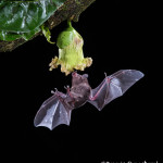 3100 Long-tounged Bat, Laguna del Lagarto, Costa Rica