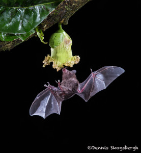 3100 Long-tounged Bat, Laguna del Lagarto, Costa Rica