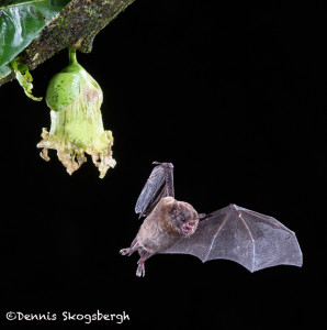 3101 Long-tounged Bat, Laguna del Lagarto, Costa Rica