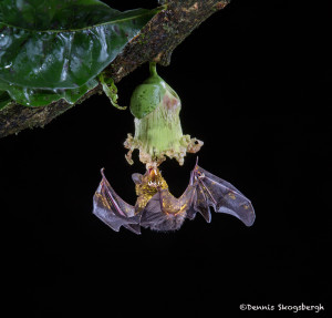 3102 Long-tounged Bat, Laguna del Lagarto, Costa Rica