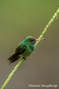 3109 Rufous-tailed Hummingbird (Amazilia tzacatl). Selva Verde Lodge, Costa Rica