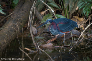 3111 Agami Heron (Agamia agami). Laguna del Lagarto, Costa Rica