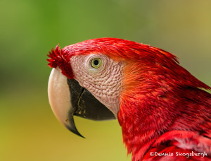 3112 Scarlet Macaw (Ara ambiguus). Costa Rica