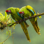 3113 Great Green Macaw (Ara ambiguus), Costa Rica