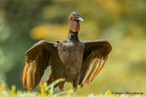 3114 Black Vulture (Coragyps atratus). Laguna del Lagarto, Costa Rica