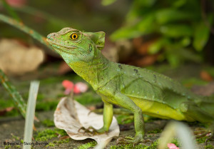 3116 Green Basilisk Lizard (Basiliscus plumifrons), Selva Verde Lodge, Costa Rica