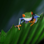3117 Red-eyed Green Tree Frog (Agalychnis callidryas). Selva Verde Lodge, Costa Rica