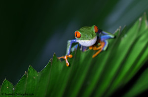 3117 Red-eyed Green Tree Frog (Agalychnis callidryas). Selva Verde Lodge, Costa Rica