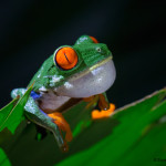 3118 Red-eyed Green Tree Frog (Agalychnis callidryas). Selva Verde Lodge, Costa Rica