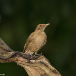 3121 Clay-colored Robin (Turdus-grayi). Selva Verde Lodge, Costa Rica