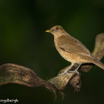 3122 Clay-colored Robin (Turdus-grayi). Selva Verde Lodge, Costa Rica