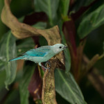 3123 Blue-gray Tanager (Thraupis episcopus), Selva Verde Lodge, Costa Rica