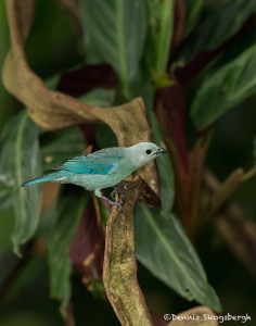 3123 Blue-gray Tanager (Thraupis episcopus), Selva Verde Lodge, Costa Rica