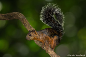 3125 Variegated Squirrel (Sciurus variegatoides). Selva Verde, Costa Rica