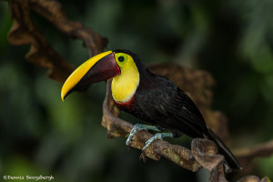 3126 Chestnut-mandibled Toucan (Ramphastos swainsonii). Selva Verde Lodge, Costa Rica