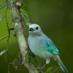 3128 Blue-gray Tanager (Thraupis episcopus), Selva Verde Lodge, Costa Rica