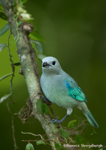 3128 Blue-gray Tanager (Thraupis episcopus), Selva Verde Lodge, Costa Rica