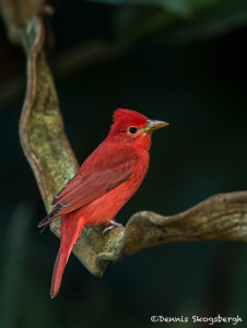 3130 Summer Tanager (Piranga rubra). Selva Verde Lodge, Costa Rica