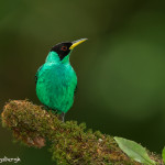 3132 Green-Honeycreeper (Chlorophanes spiza). Selva Verde Lodge, Costa Rica
