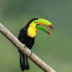 3133 Keel-billed Toucan (Ramphastos sulfuratus), Laguna del Lagarto, Costa Rica