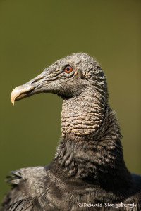 3134 Black Vulture (Coragyps atratus). Laguna del Lagarto, Costa Rica