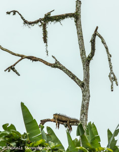 3136 Iguana, Muelle, Costa Rica