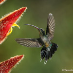 3139 Green Hermit (Phaethornis guy). Catarata Del Toro, Costa Rica