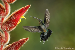 3139 Green Hermit (Phaethornis guy). Catarata Del Toro, Costa Rica