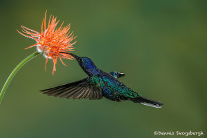 3139 Violet Sabrewing (Camphylopterus hemileucurus). Catarata Del Toro, Costa Rica