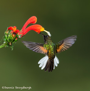 3146 Black-bellied Hummingbird (Eupherusa nigriventris). Catarata Del Toro, Costa Rica