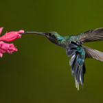 3144 Green-Hermit (Phaethornis guy). Bosque de Paz, Del Toro, Costa Rica