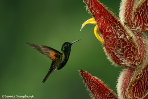 3146 Black-bellied Hummingbird (Eupherusa nigriventris). Catarata Del Toro, Costa Rica