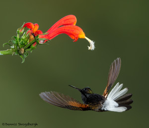 3150 Black-bellied Hummingbird (Eupherusa nigriventris). Catarata Del Toro, Costa Rica