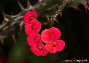 3151 Hotel Bougainvillae Gardens, Costa Rica, flower