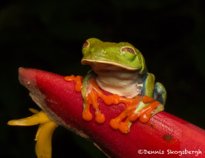 3155 Red-eyed Green Tree Frog (Agalychnis callidryas). Selva Verde Lodge, Costa Rica